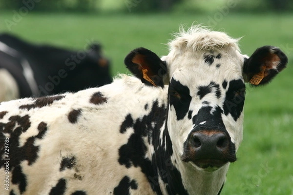 Fototapeta vache 6