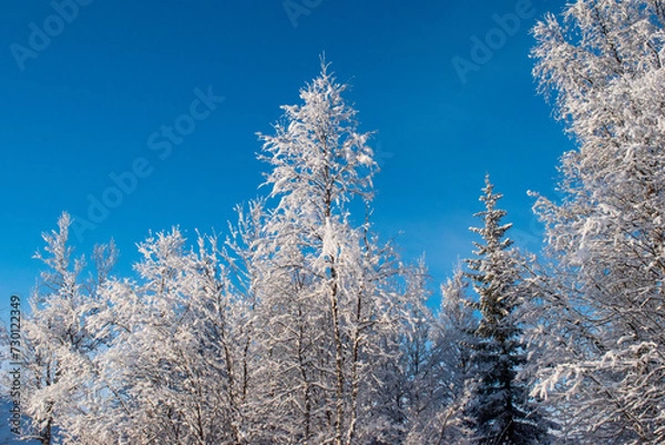 Fototapeta Idyllic panoramic view of a beautiful white winter wonderland scenery in Scandinavia with scenic golden evening light at sunset in winter, northern Europe.