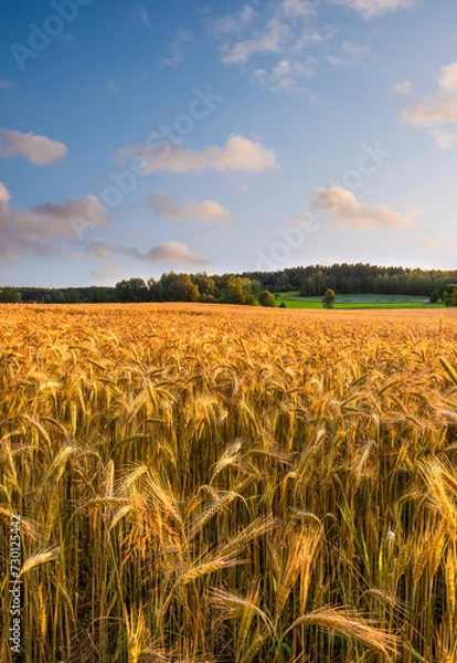 Fototapeta Field in Sweden sunny day