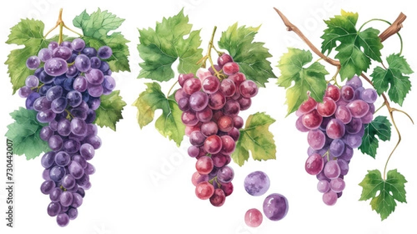 Fototapeta Watercolor set of grapes and vine leaves isolated transparent background. PNG Format.