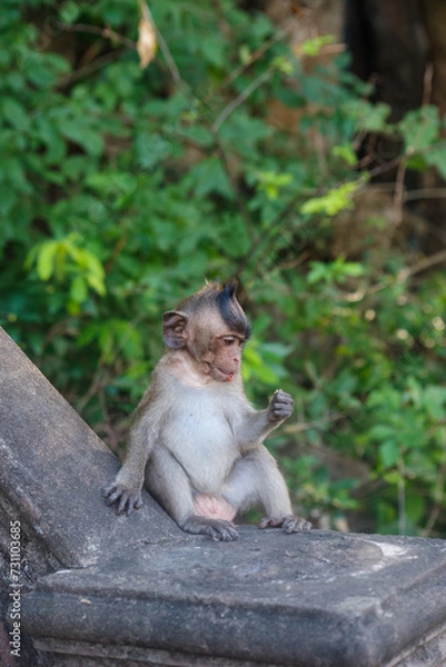 Fototapeta jeune macaque assis sur le bord d'un escalier au Phnom Sampov