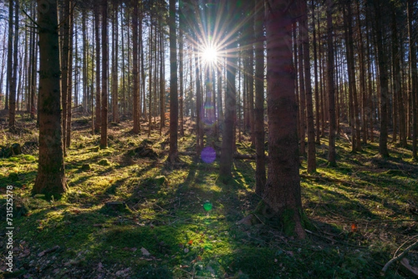 Fototapeta A view to the Bavarian forest into the pure sun light with surrounding sun beams