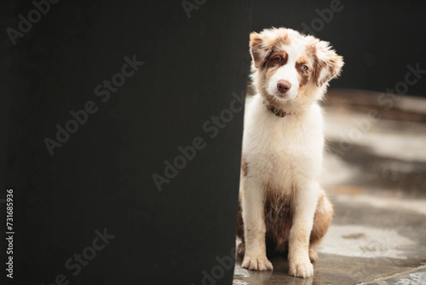 Fototapeta australian shepherd puppy dog sitting next to a dark wall