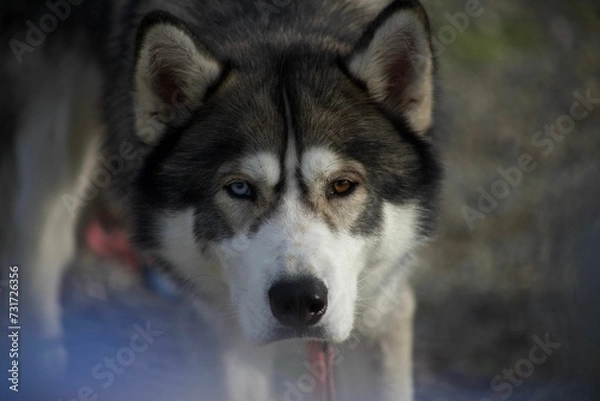 Fototapeta Shot of an adorable husky dog in a field of vibrant green grass