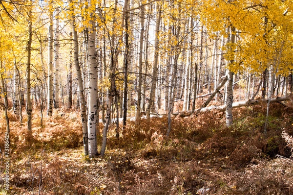 Fototapeta autumn aspen forest,colorado 