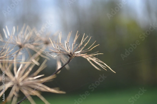 Fototapeta dead flower head of hogweed