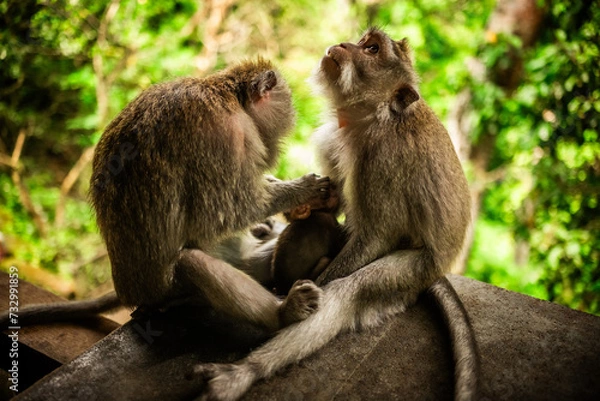 Fototapeta Famille de macaques de Formose