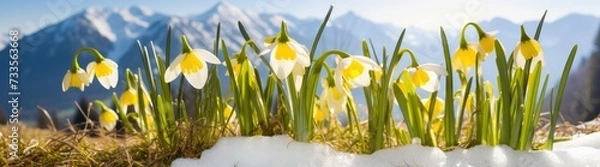 Fototapeta Wild narcissus flowers with snow-capped mountains at the background. Spring time. Panorama. AI Generated 