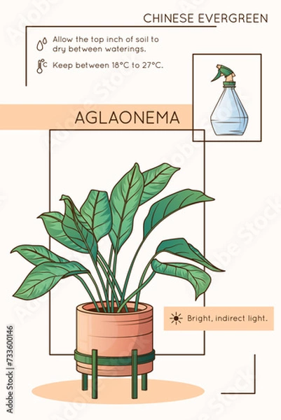 Fototapeta Aglaonema care infographic design. Vector illustration of chinese evergreen plant and sprayer. Potted plant, home garden, flower shop concept.