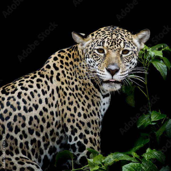 Fototapeta Jaguar portrait