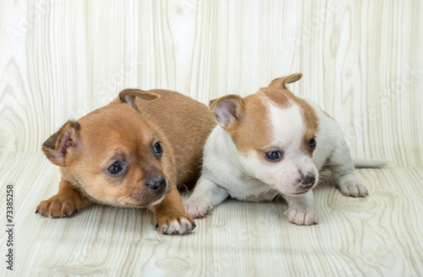 Fototapeta Chihuahua