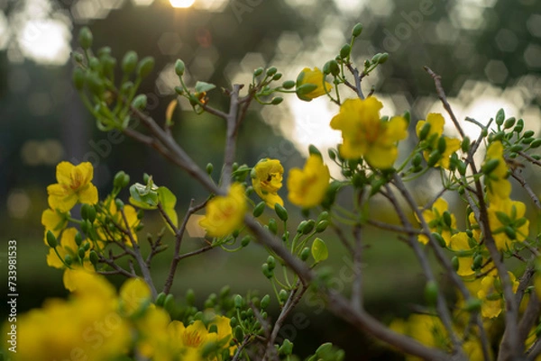 Fototapeta  Blossom Ochna integerrima of peach with drops of vietnam.yellow hoa mai or ochna integerrima get bloom in the morning,Single Ochna integerrima blossom,Ochna kirkii Olive