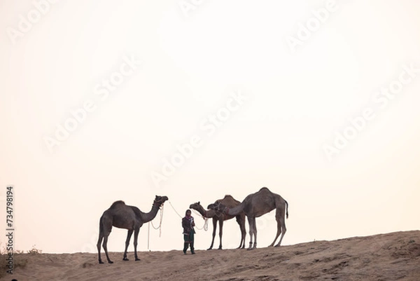 Fototapeta Portrait of an young Indian rajasthani woman in colorful traditional dress carrying camel at Pushkar Camel Fair ground during winter morning.