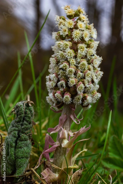 Fototapeta Inflorescences of butterbur, pestilence wort, Petasites hybridus.Blossom, Common butterbur. A blooming butterbur Petasites hybridus flower in the meadow