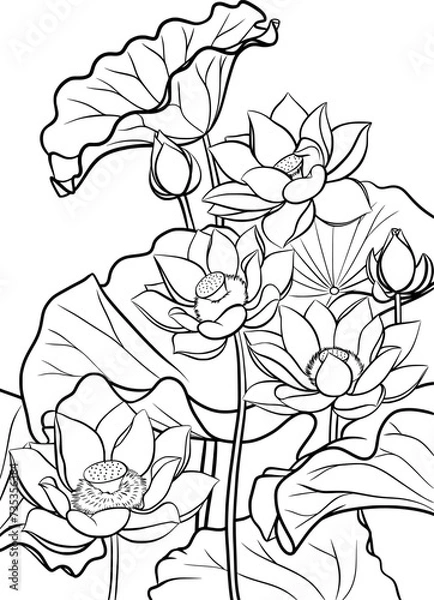 Fototapeta lotus flowers outline illustration for coloring book page	
