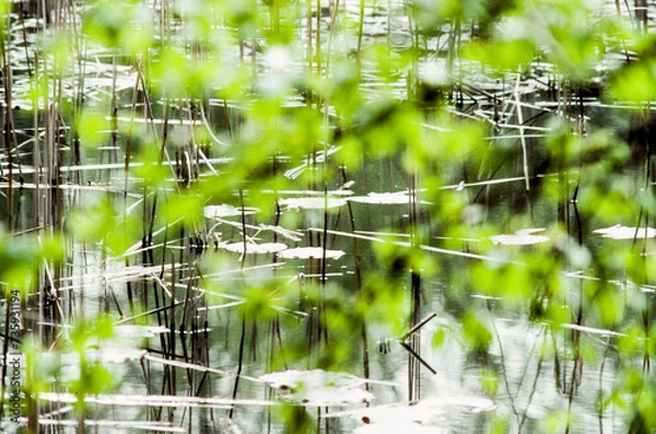 Fototapeta reed grass reflecting in the water in harmonic structure and green blurred plant dots in foreground