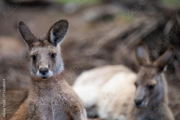 Obraz Beautiful kangaroo in the Australian bush, in the blue mountains, nsw. Australian wildlife in a national park in Australia.