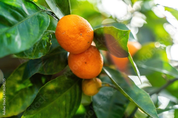 Fototapeta View of the Orange Garden, summer background. Farming content. A picturesque day and a gorgeous scene. Wonderful wallpaper image. Discover the beauty of the world