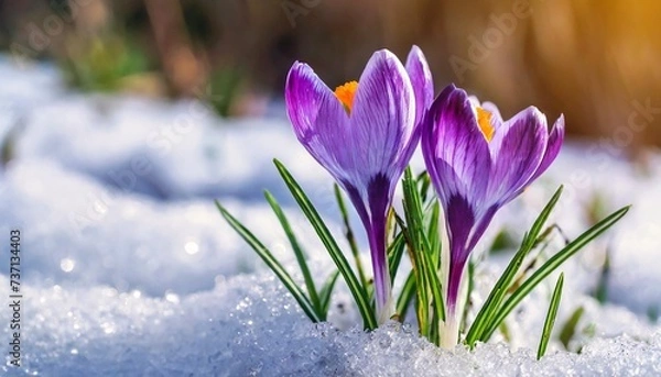 Fototapeta crocuses blooming purple flowers making their way from under the snow in early spring closeup with space for text