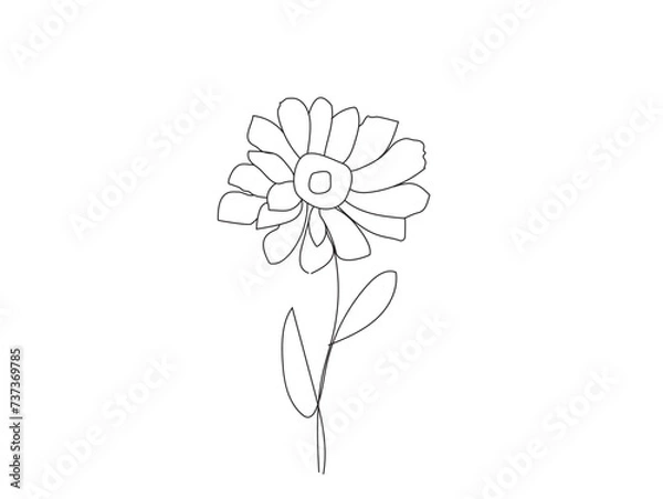 Fototapeta Daisy Flowers Isolated on White Background.line art daisy, National Flower of Latvia.Eps10.
