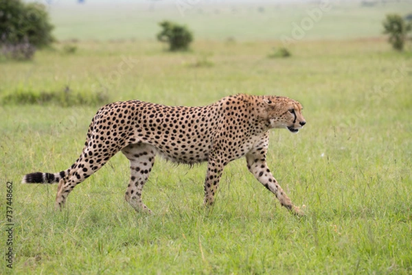 Fototapeta Gepard na afrykańskiej sawannie Masai Mara Kenia