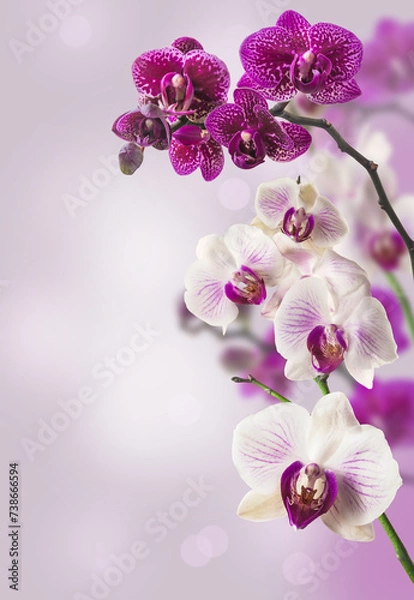 Fototapeta Background with blooming phalaenopsis orchid.