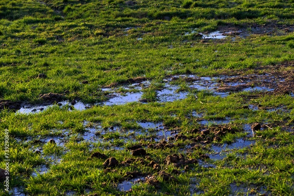 Fototapeta Grass meadow flooded with water next to excrement horizontally at sunset