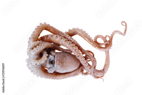 Fototapeta Octopus on a white background