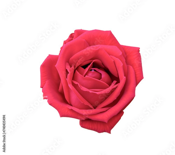 Fototapeta red rose isolated on white