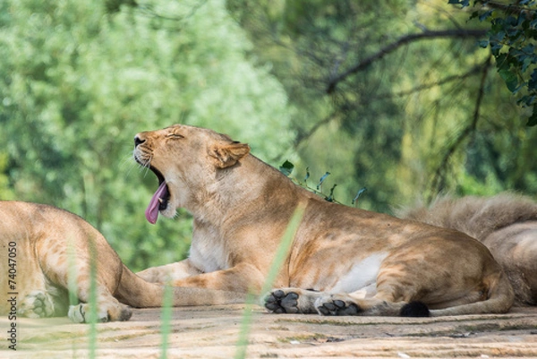 Fototapeta Group of lions resting on a rock, in the shade of the vegetation