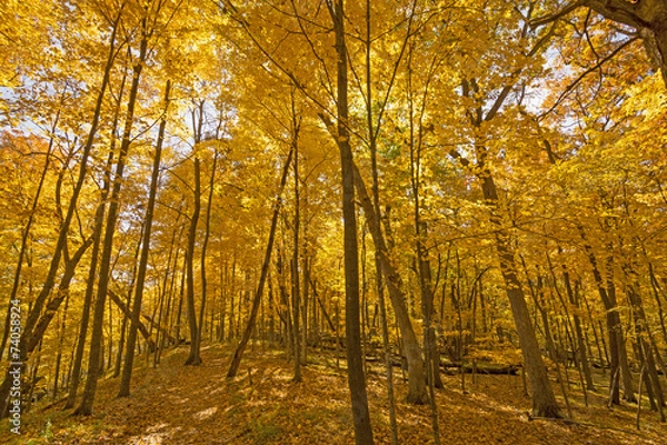 Fototapeta Beneath a Sea of Yellow