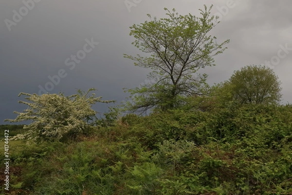 Fototapeta Valonia oak trees and flowering common hawthorn shrub against overcast sky, growing along the ancient city wall. Apollonia-Albania-120