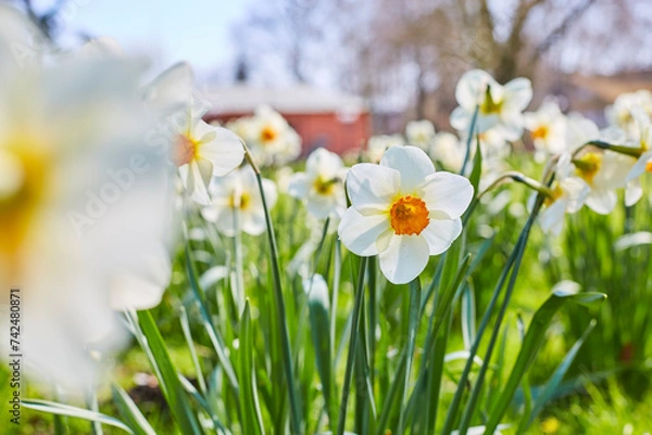 Fototapeta Narzissen im Kurpark von Bad Westernkotten, Frühjahr 2023