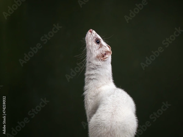 Fototapeta A Stoat in White Ermine