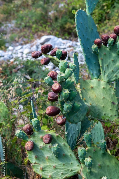 Fototapeta Prickly pear cactus also known as Opuntia, ficus-indica or Indian fig.  Opuntia ripe fruits in the summer.