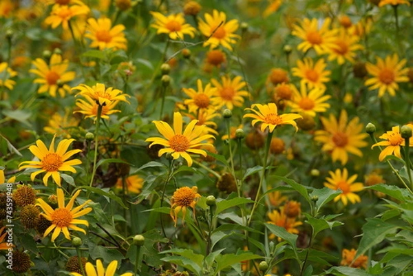 Fototapeta Wild Sunflowers in Da Lat city, Vietnam