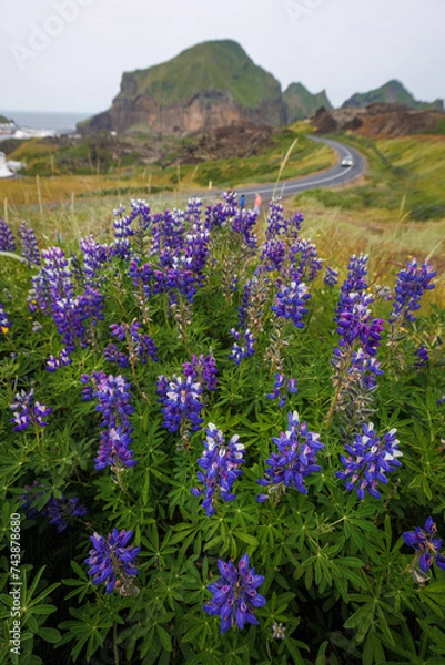 Fototapeta Iconic Icelandic nature, glacier scenery with beautiful flower Alaskan Lupine. Travel and wildland adventure concepts.