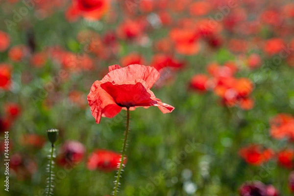 Fototapeta Roter Mohn, Jura, Frankreich