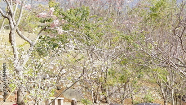 Obraz spring in the Pink Shower Tree (Taiwan)3