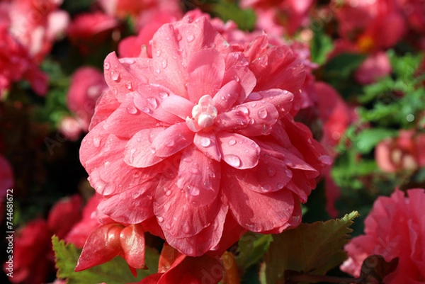 Fototapeta pink double begonia flower with raindrops