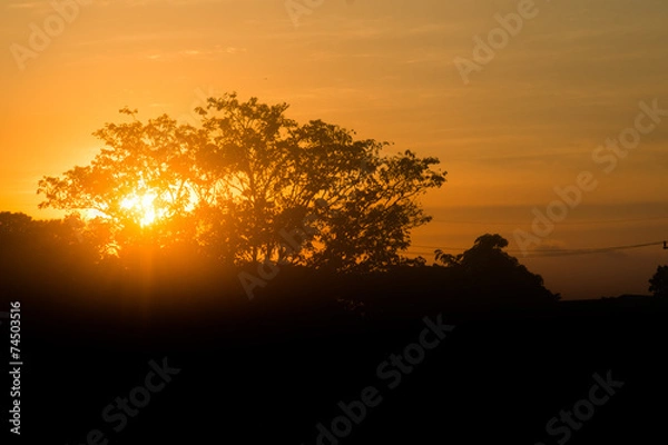 Fototapeta trees silhouette at sunset