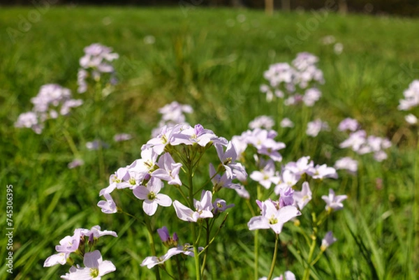 Fototapeta Lila Wiesen-Schaumkraut auf einer Wiese im Frühling