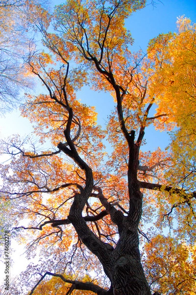 Fototapeta Fall Landscape Yellow Trees