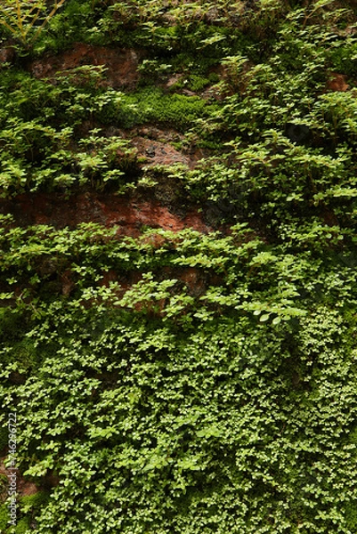 Fototapeta Small green trees growing on an wall. close up green plant in the natural wind. Beautiful plant texture in nature. enjoy the relaxing nature concept. 