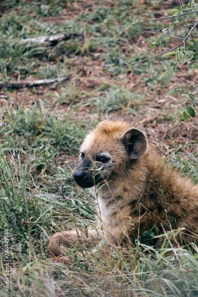 Fototapeta Close up portrait young cute smiled spotted hyena, animal in natural habitat, wildlife South Africa. Wild nature wallpaper. Kruger National Park safari