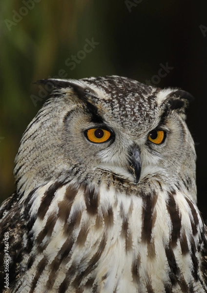 Fototapeta Eurasian eagle owl