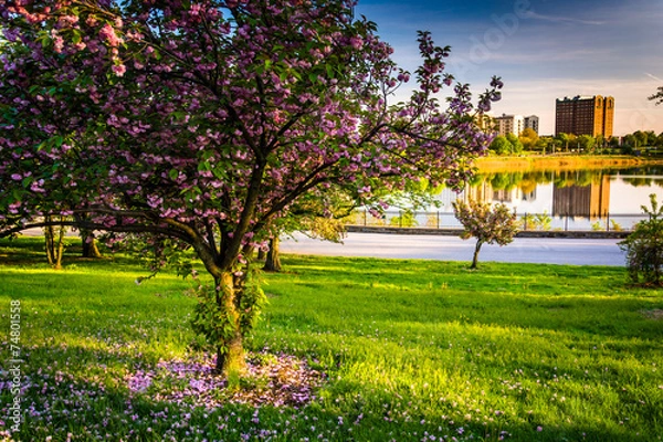 Fototapeta Colorful trees and view of Druid Lake in Druid Hill Park, Baltim