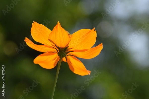 Fototapeta golden chrisanthemum  flower nadir view with green background