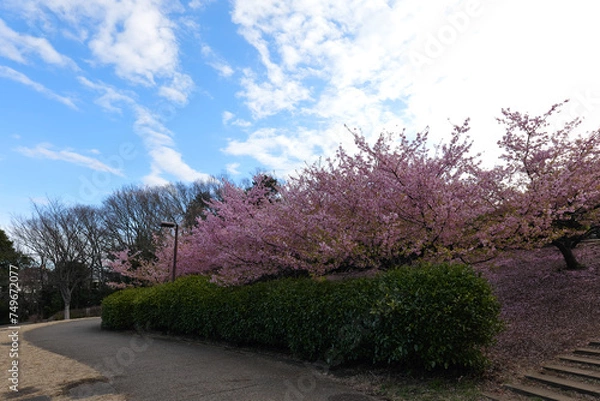 Obraz Kawazu cherry blossoms at Chigasaki Park in Yokohama