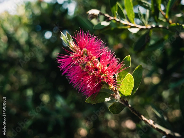 Obraz Callistemon flower